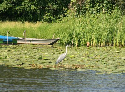 Heron on Havel Lakes