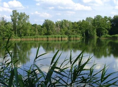 Reed beds along the Havel