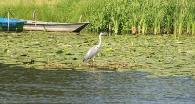 Reiher auf Seerosen