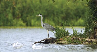 Reiher am Havelufer