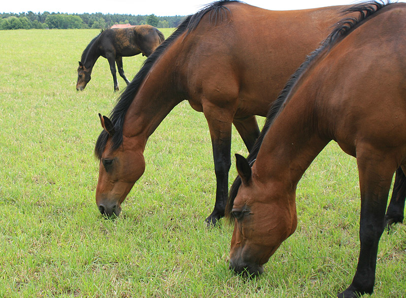 Pferde auf der Weide Havelland