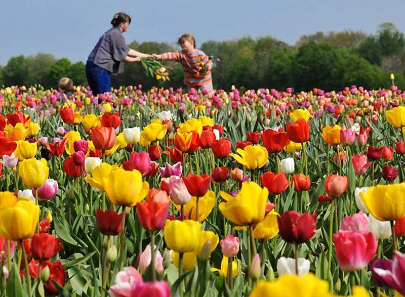 Blumenwiese mit Tulpen bei Groß Kreutz